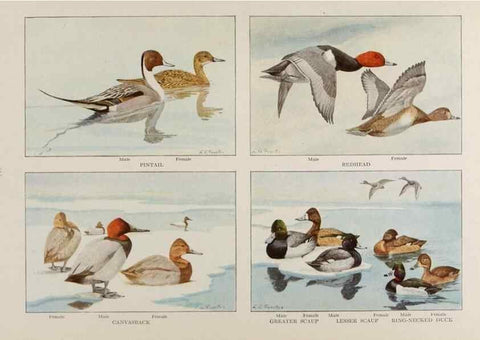 Reproducción/Reproduction 49526128238: The book of birds;. Washington, D.C.,National Geographic Society,1921.. 