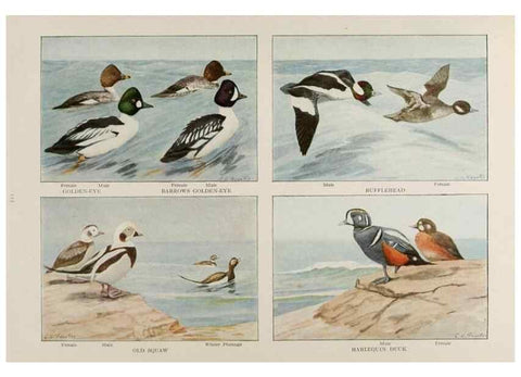 Reproducción/Reproduction 49526639056: The book of birds;. Washington, D.C.,National Geographic Society,1921.. 