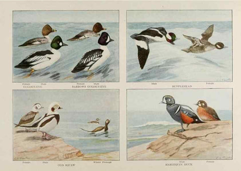 Reproducción/Reproduction 49526639056: The book of birds;. Washington, D.C.,National Geographic Society,1921.. 