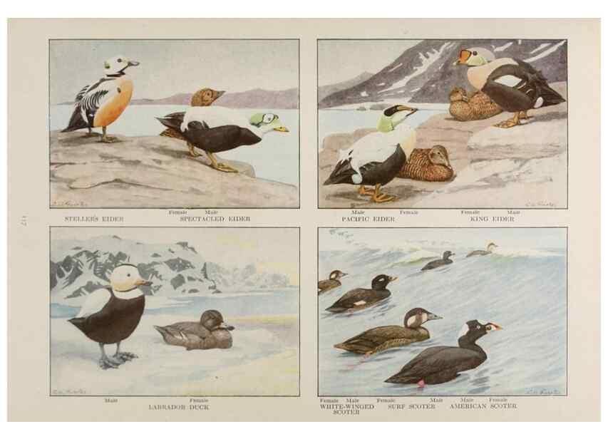 Reproducción/Reproduction 49526128723: The book of birds;. Washington, D.C.,National Geographic Society,1921.. 