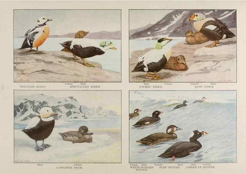 Reproducción/Reproduction 49526128723: The book of birds;. Washington, D.C.,National Geographic Society,1921.. 