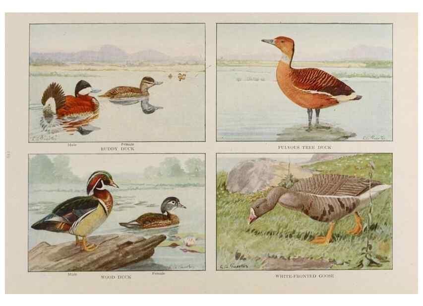 Reproducción/Reproduction 49526639551: The book of birds;. Washington, D.C.,National Geographic Society,1921.. 