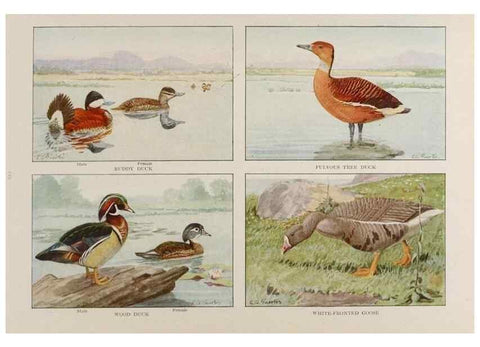 Reproducción/Reproduction 49526639551: The book of birds;. Washington, D.C.,National Geographic Society,1921.. 