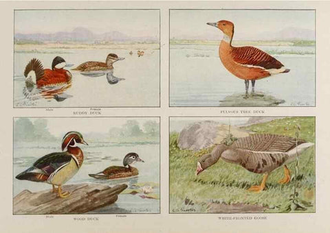 Reproducción/Reproduction 49526639551: The book of birds;. Washington, D.C.,National Geographic Society,1921.. 