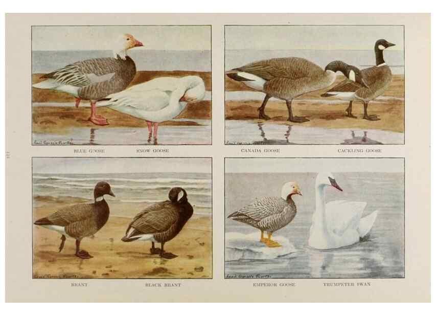 Reproducción/Reproduction 49526129168: The book of birds;. Washington, D.C.,National Geographic Society,1921.. 