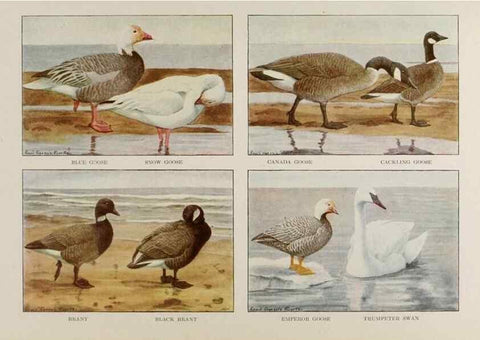 Reproducción/Reproduction 49526129168: The book of birds;. Washington, D.C.,National Geographic Society,1921.. 