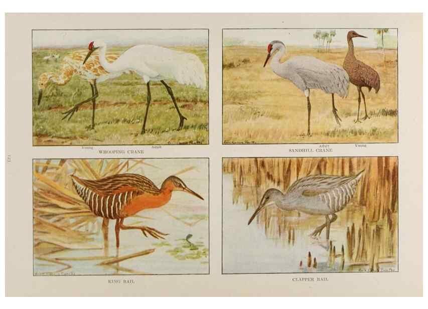 Reproducción/Reproduction 49526129353: The book of birds;. Washington, D.C.,National Geographic Society,1921.. 