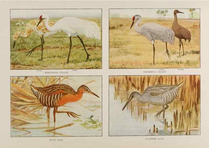 Reproducción/Reproduction 49526129353: The book of birds;. Washington, D.C.,National Geographic Society,1921.. 