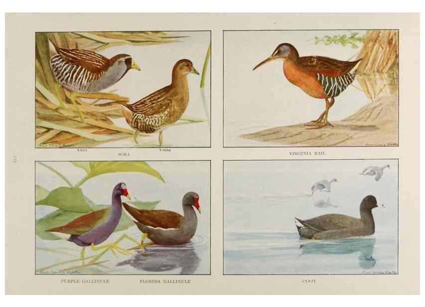 Reproducción/Reproduction 49526129593: The book of birds;. Washington, D.C.,National Geographic Society,1921.. 