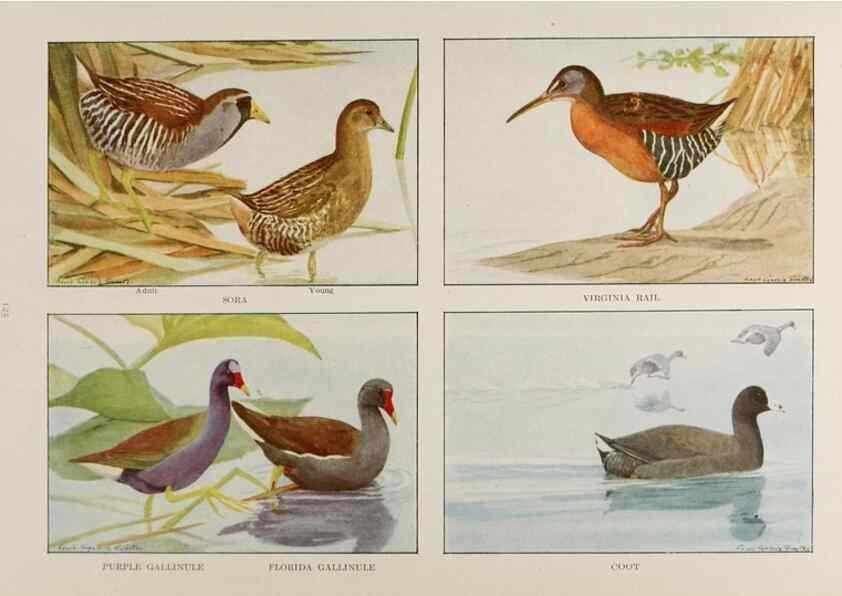 Reproducción/Reproduction 49526129593: The book of birds;. Washington, D.C.,National Geographic Society,1921.. 
