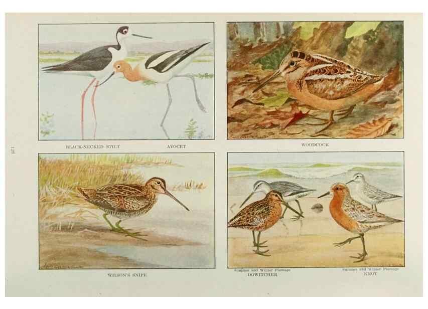 Reproducción/Reproduction 49526640586: The book of birds;. Washington, D.C.,National Geographic Society,1921.. 