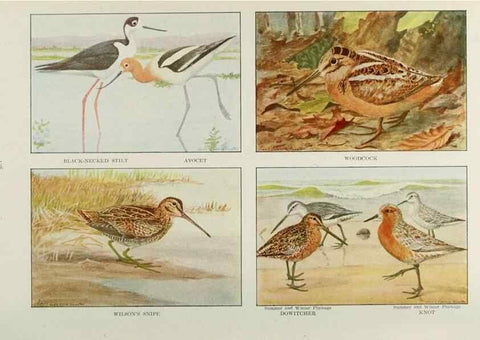 Reproducción/Reproduction 49526640586: The book of birds;. Washington, D.C.,National Geographic Society,1921.. 