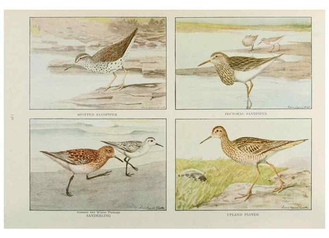 Reproducción/Reproduction 49526865567: The book of birds;. Washington, D.C.,National Geographic Society,1921.. 