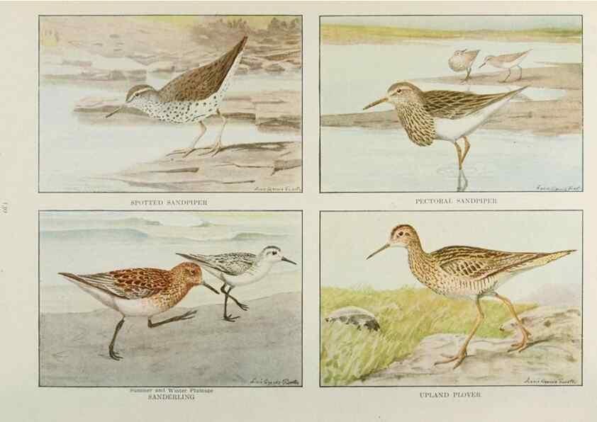 Reproducción/Reproduction 49526865567: The book of birds;. Washington, D.C.,National Geographic Society,1921.. 