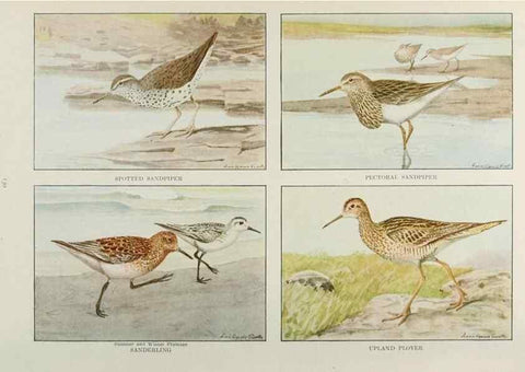 Reproducción/Reproduction 49526865567: The book of birds;. Washington, D.C.,National Geographic Society,1921.. 