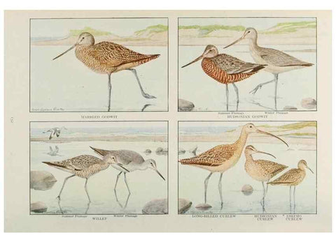 Reproducción/Reproduction 49526130378: The book of birds;. Washington, D.C.,National Geographic Society,1921.. 