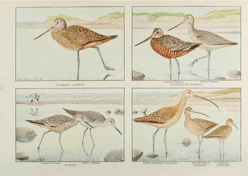 Reproducción/Reproduction 49526130378: The book of birds;. Washington, D.C.,National Geographic Society,1921.. 