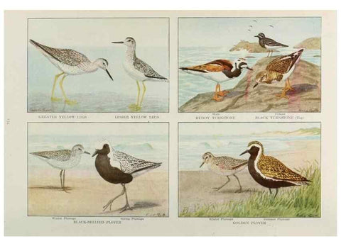 Reproducción/Reproduction 49526641461: The book of birds;. Washington, D.C.,National Geographic Society,1921.. 