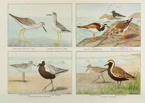 Reproducción/Reproduction 49526641461: The book of birds;. Washington, D.C.,National Geographic Society,1921.. 