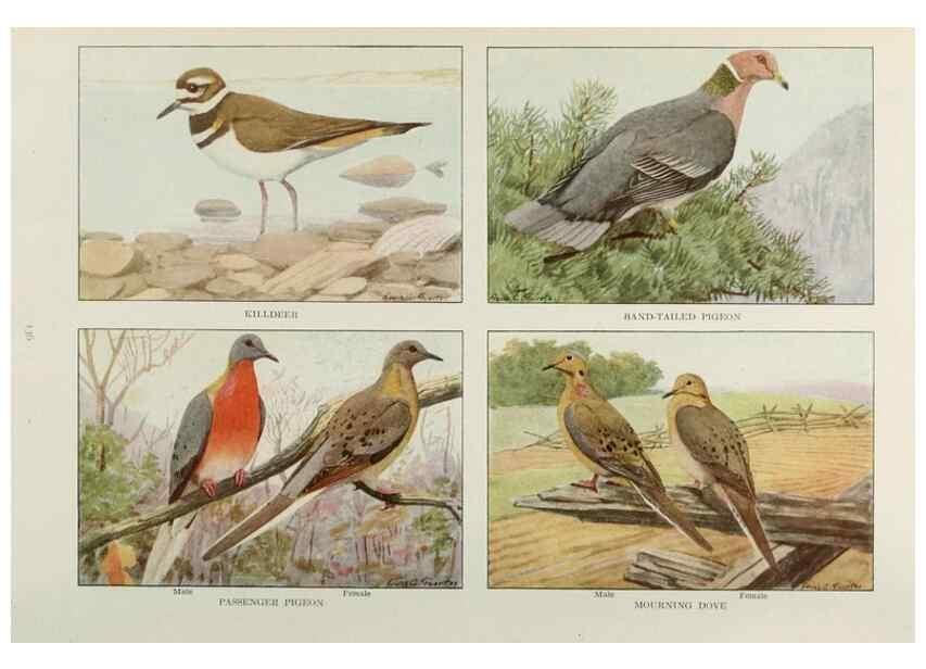 Reproducción/Reproduction 49526130958: The book of birds;. Washington, D.C.,National Geographic Society,1921.. 