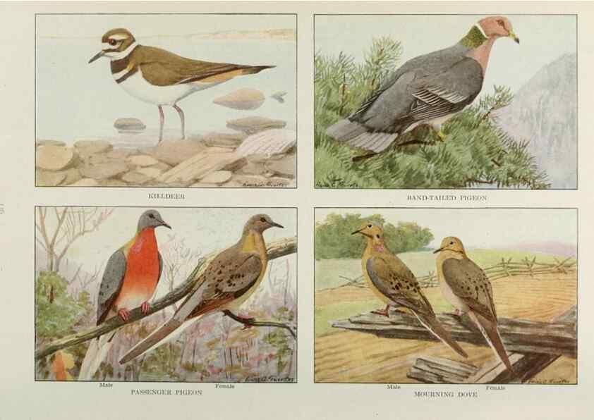 Reproducción/Reproduction 49526130958: The book of birds;. Washington, D.C.,National Geographic Society,1921.. 