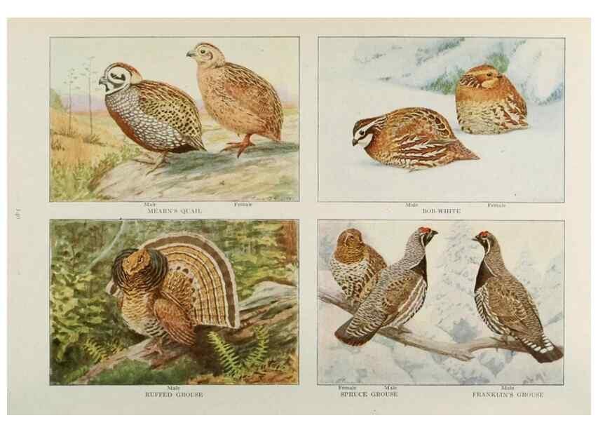 Reproducción/Reproduction 49526642316: The book of birds;. Washington, D.C.,National Geographic Society,1921.. 