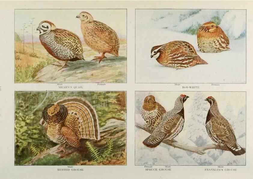 Reproducción/Reproduction 49526642316: The book of birds;. Washington, D.C.,National Geographic Society,1921.. 