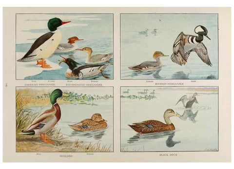 Reproducción/Reproduction 49526638251: The book of birds;. Washington, D.C.,National Geographic Society,1921.. 