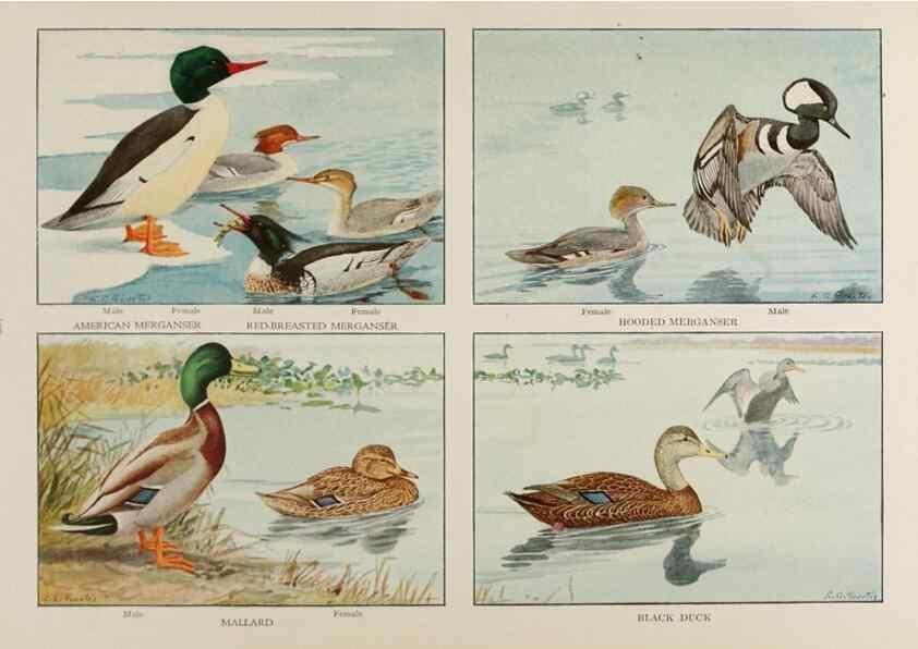 Reproducción/Reproduction 49526638251: The book of birds;. Washington, D.C.,National Geographic Society,1921.. 