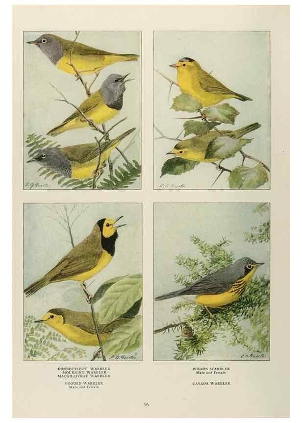 Reproducción/Reproduction 49526638006: The book of birds;. Washington, D.C.,National Geographic Society,1921.. 