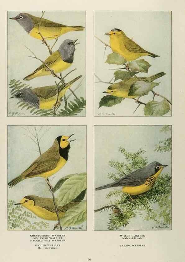 Reproducción/Reproduction 49526638006: The book of birds;. Washington, D.C.,National Geographic Society,1921.. 