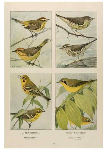 Reproducción/Reproduction 49526637771: The book of birds;. Washington, D.C.,National Geographic Society,1921.. 
