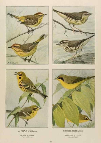 Reproducción/Reproduction 49526637771: The book of birds;. Washington, D.C.,National Geographic Society,1921.. 