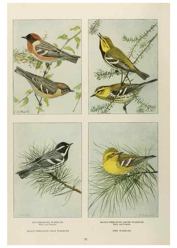Reproducción/Reproduction 49526126878: The book of birds;. Washington, D.C.,National Geographic Society,1921.. 