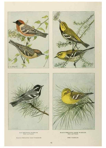 Reproducción/Reproduction 49526126878: The book of birds;. Washington, D.C.,National Geographic Society,1921.. 