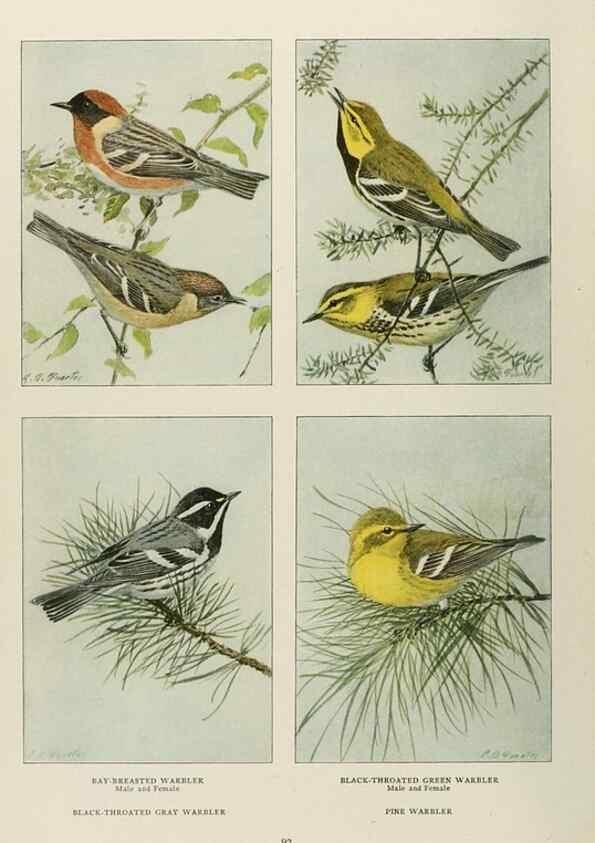 Reproducción/Reproduction 49526126878: The book of birds;. Washington, D.C.,National Geographic Society,1921.. 