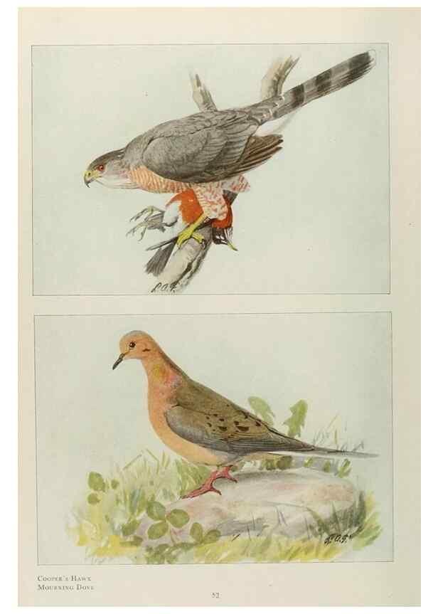 Reproducción/Reproduction 49526858872: The book of birds;. Washington, D.C.,National Geographic Society,1921.. 