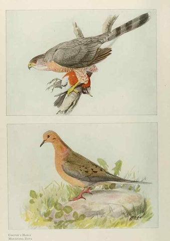 Reproducción/Reproduction 49526858872: The book of birds;. Washington, D.C.,National Geographic Society,1921.. 