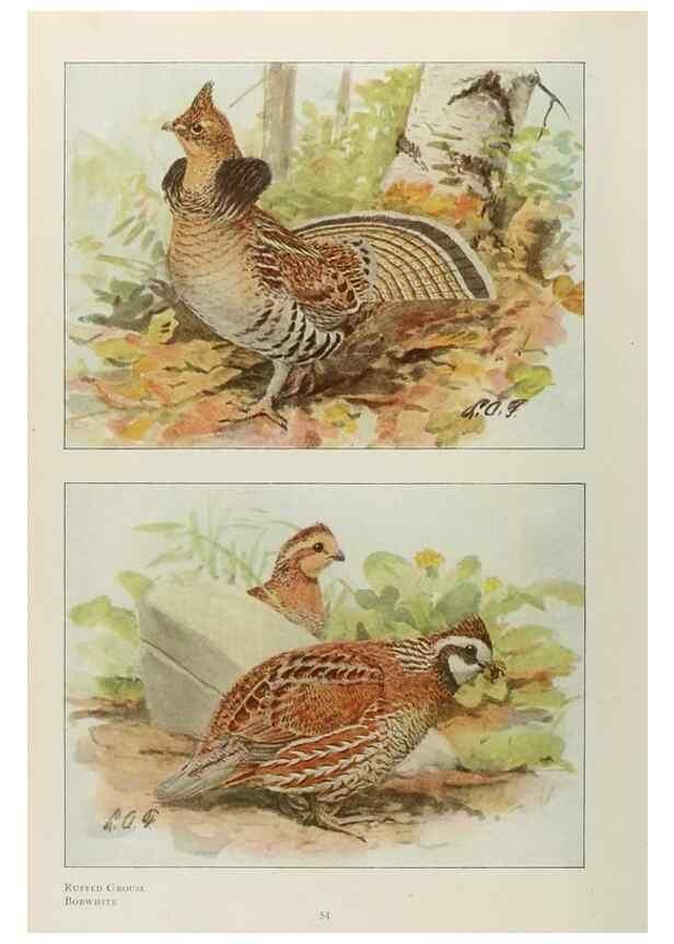 Reproducción/Reproduction 49526123488: The book of birds;. Washington, D.C.,National Geographic Society,1921.. 