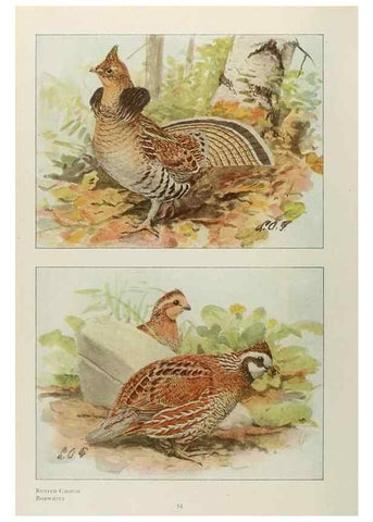Reproducción/Reproduction 49526123488: The book of birds;. Washington, D.C.,National Geographic Society,1921.. 