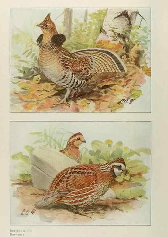 Reproducción/Reproduction 49526123488: The book of birds;. Washington, D.C.,National Geographic Society,1921.. 