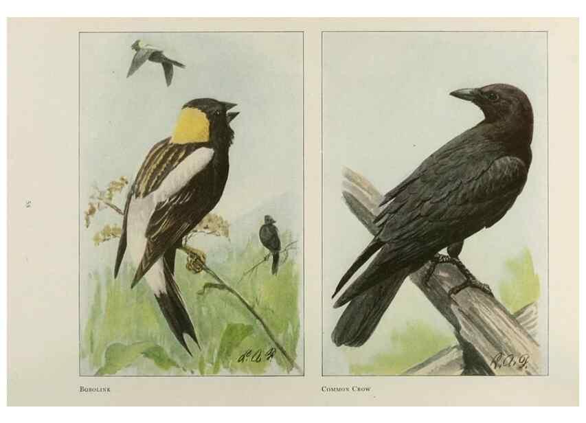 Reproducción/Reproduction 49526634341: The book of birds;. Washington, D.C.,National Geographic Society,1921.. 
