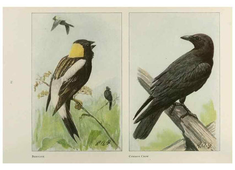 Reproducción/Reproduction 49526634341: The book of birds;. Washington, D.C.,National Geographic Society,1921.. 