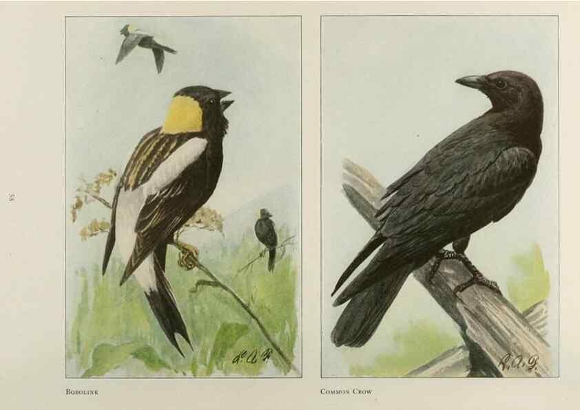 Reproducción/Reproduction 49526634341: The book of birds;. Washington, D.C.,National Geographic Society,1921.. 