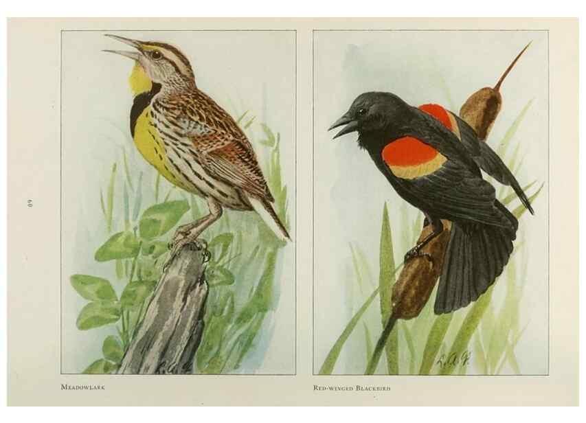 Reproducción/Reproduction 49526124223: The book of birds;. Washington, D.C.,National Geographic Society,1921.. 