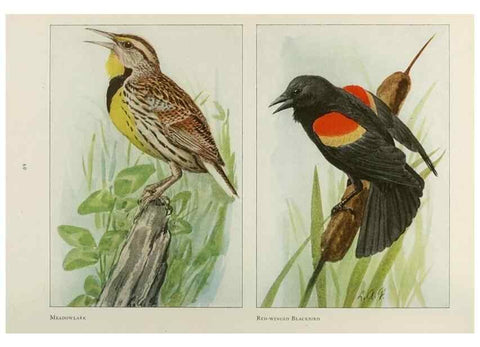 Reproducción/Reproduction 49526124223: The book of birds;. Washington, D.C.,National Geographic Society,1921.. 