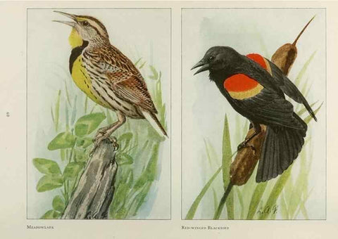 Reproducción/Reproduction 49526124223: The book of birds;. Washington, D.C.,National Geographic Society,1921.. 