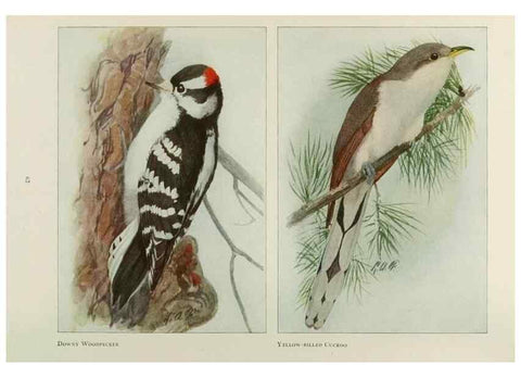 Reproducción/Reproduction 49526124438: The book of birds;. Washington, D.C.,National Geographic Society,1921.. 