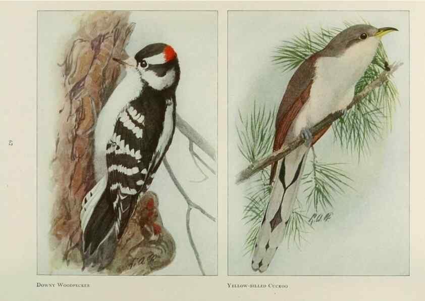 Reproducción/Reproduction 49526124438: The book of birds;. Washington, D.C.,National Geographic Society,1921.. 