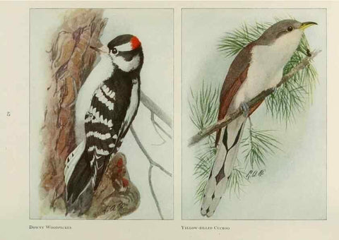 Reproducción/Reproduction 49526124438: The book of birds;. Washington, D.C.,National Geographic Society,1921.. 